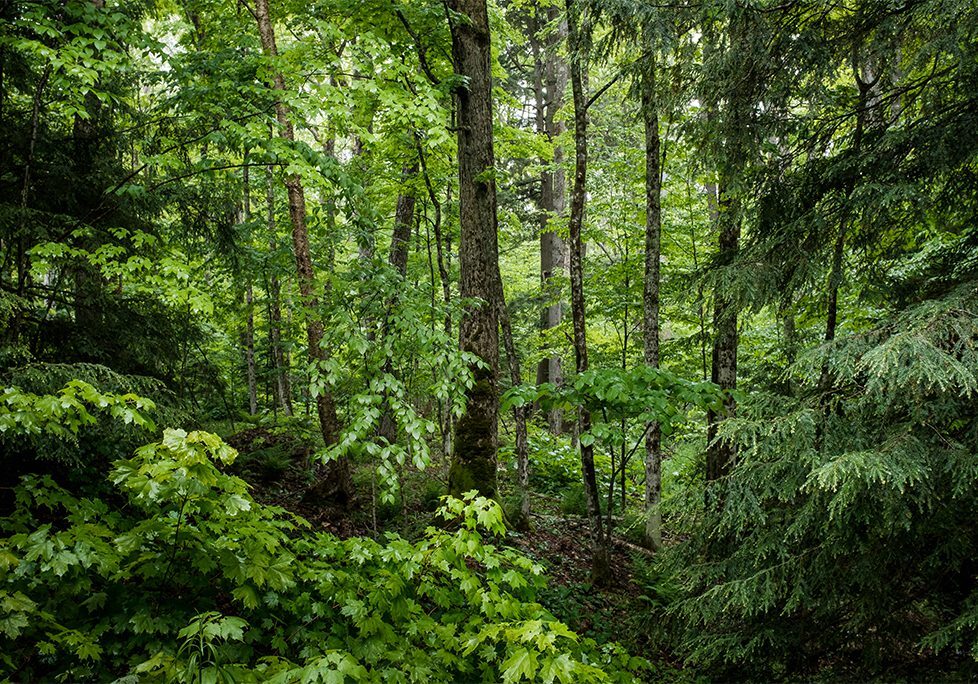 _0016_GettyImages-1046715184 A forest filled with lots of green trees.