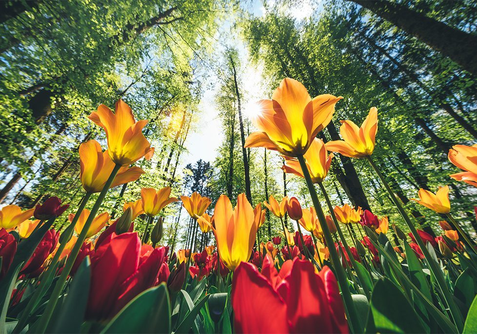 A field of red and yellow flowers in the middle of trees.