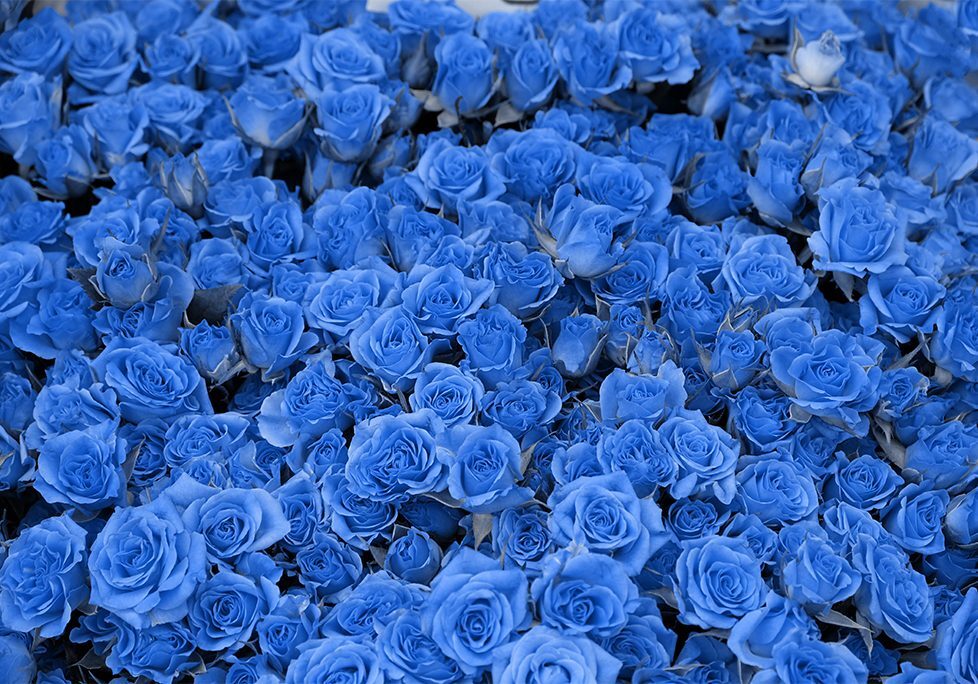 A bunch of blue roses are in the ground