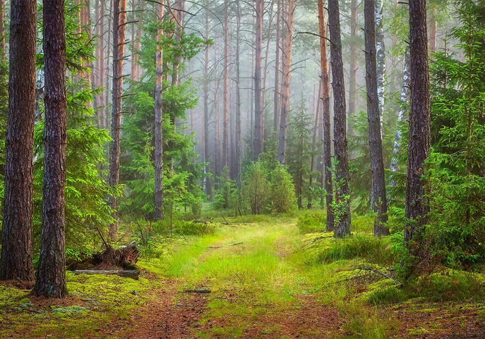 _0017_GettyImages-1040838800 A painting of a forest with trees and grass