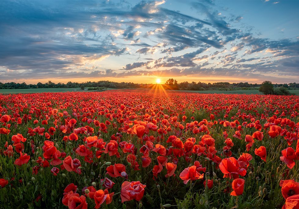 A field of red flowers with the sun setting in the background.