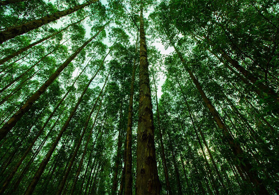 _0017_GettyImages-1187624796 A forest with many trees and lots of green leaves.