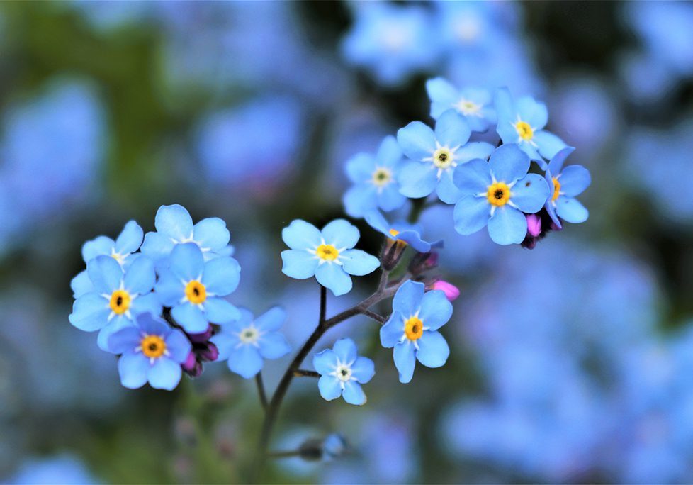 A close up of some blue flowers with yellow centers