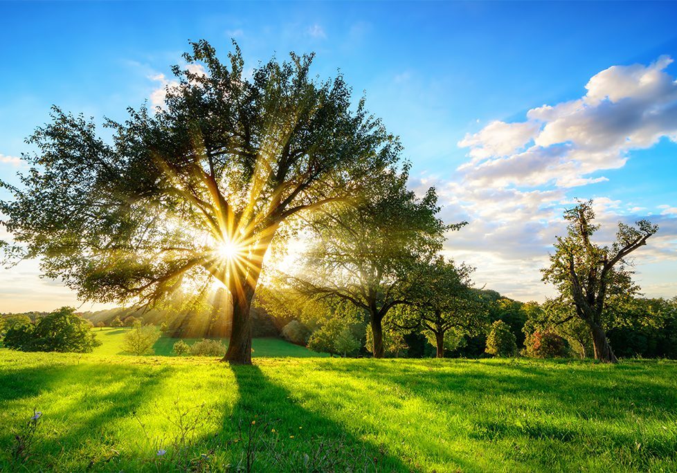 _0018_GettyImages-1176579445 A tree with the sun shining through it