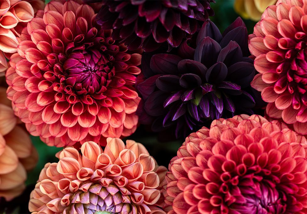 A close up of several different colored flowers