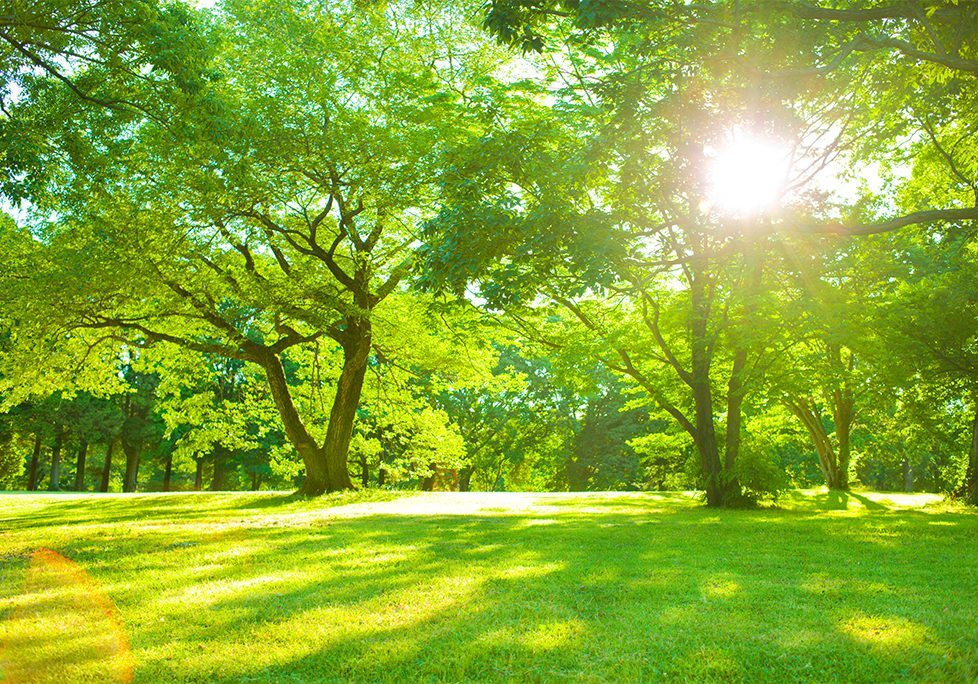 _0018_GettyImages-952004838 A green field with trees and sun shining through.
