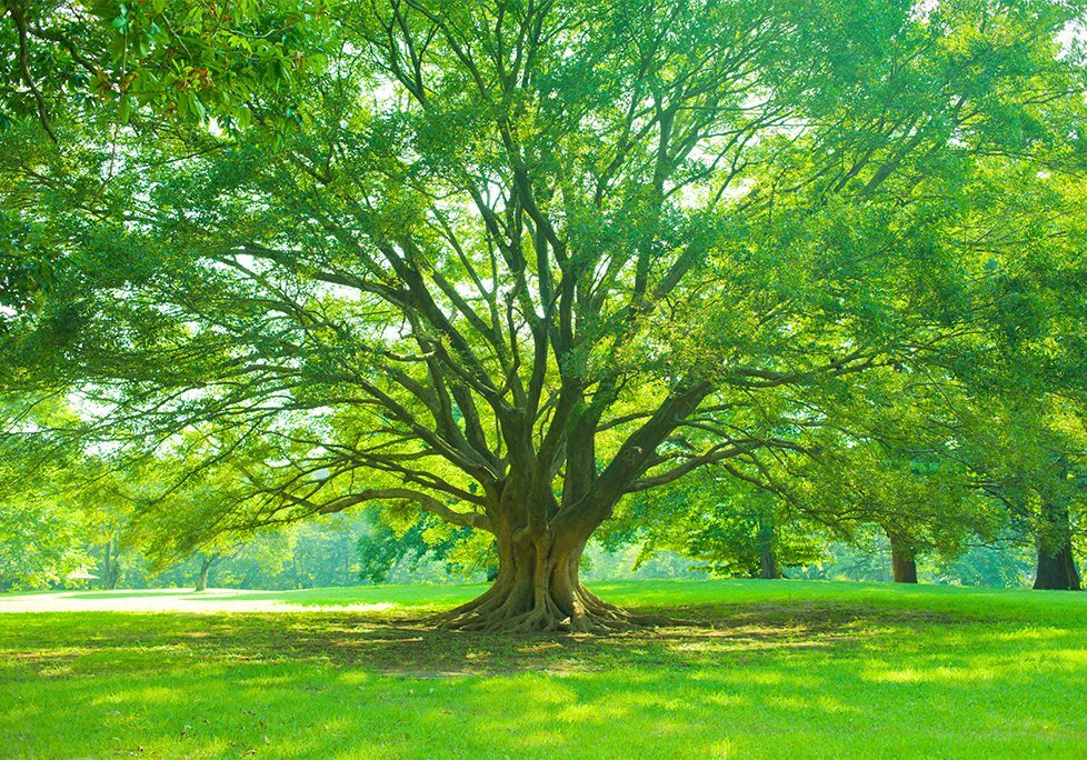 _0019_GettyImages-1015185132 A large tree in the middle of a park.