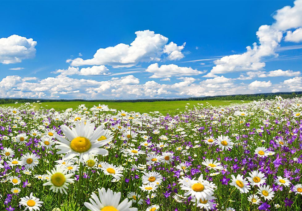 A field of daisies and purple flowers under a blue sky.