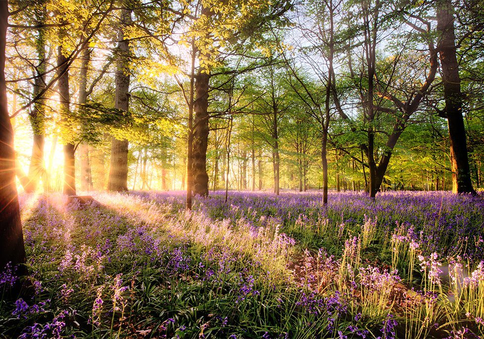 A field of purple flowers in the middle of a forest.