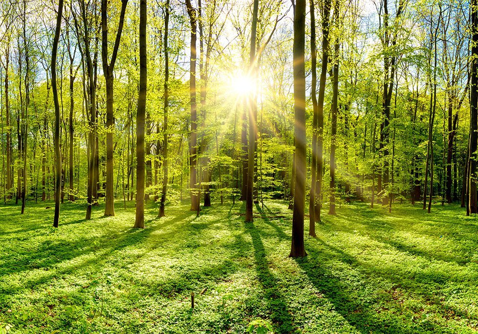_0019_GettyImages-946657678 A forest with trees and sun shining through the trees.