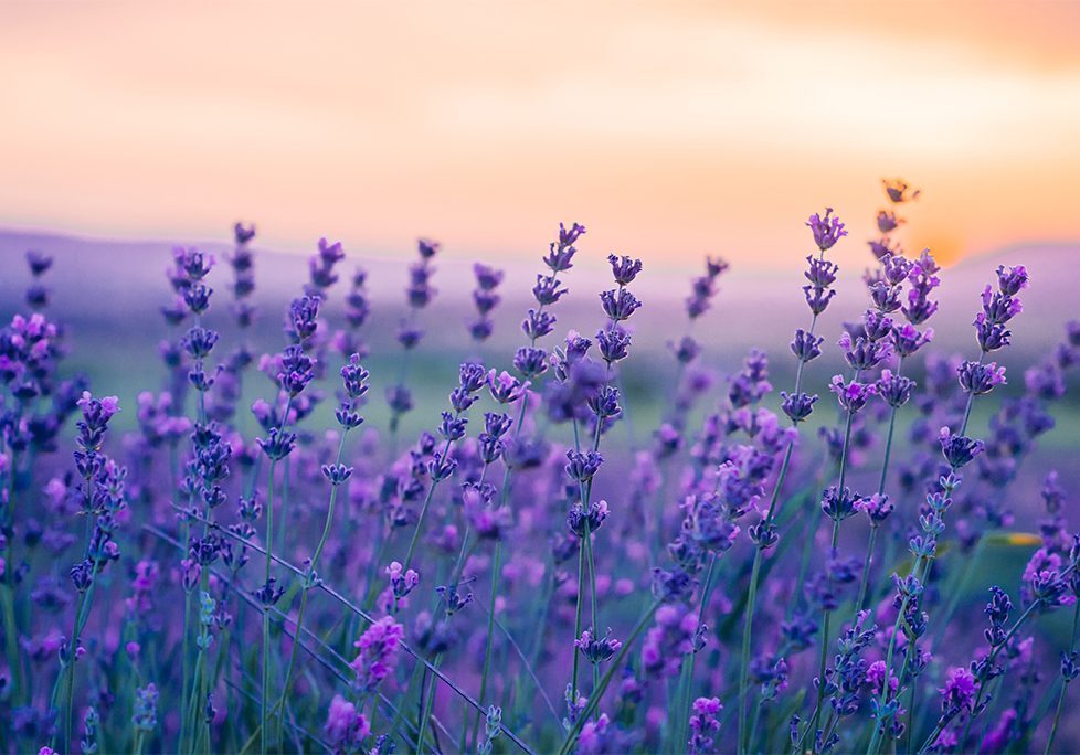 A field of purple flowers in front of the sky.