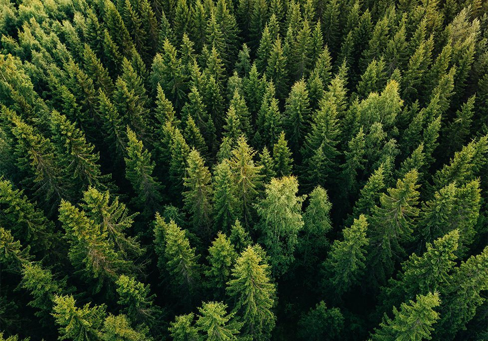 _0020_GettyImages-923623146 A forest of trees with green leaves in the middle.