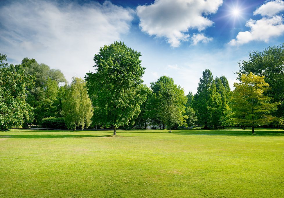 _0021_GettyImages-862010468 A green field with trees and blue sky