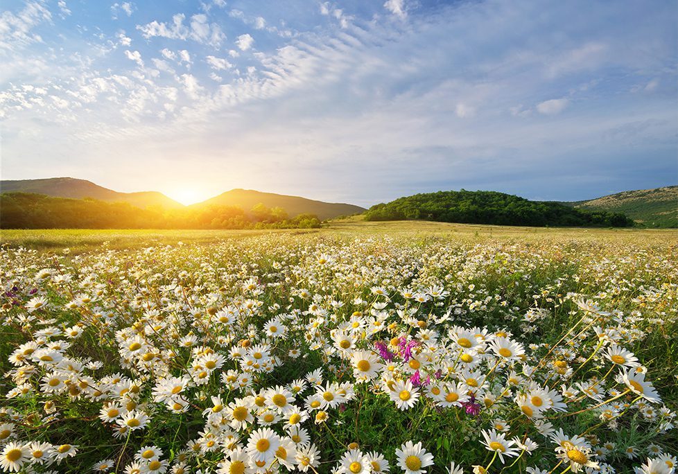 A field of daisies in the middle of a sunset.