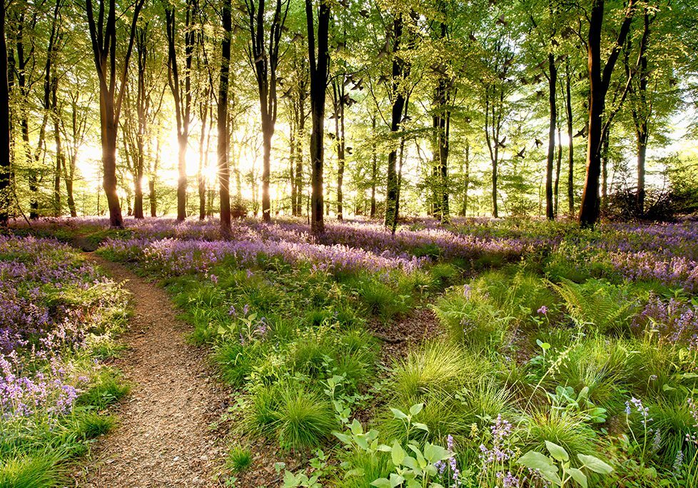_0021_GettyImages-915868276 A path through the woods with purple flowers in it.