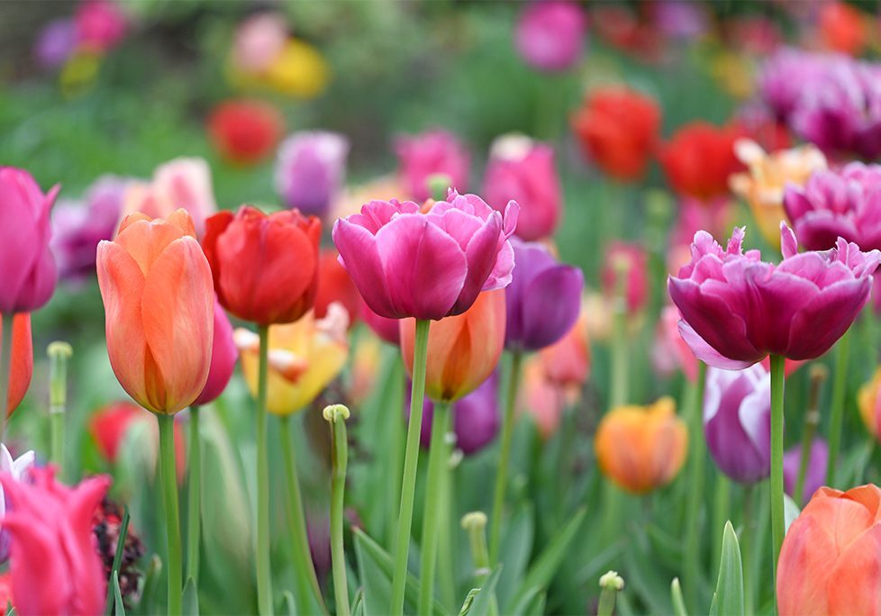 A field of colorful flowers with green stems.