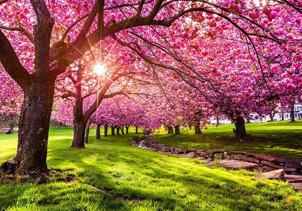 A beautiful view of some trees with pink flowers.