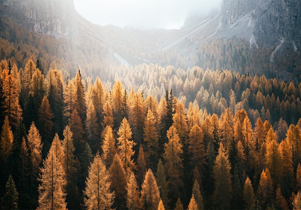 _0022_GettyImages-859065478 A forest filled with lots of trees near the water.