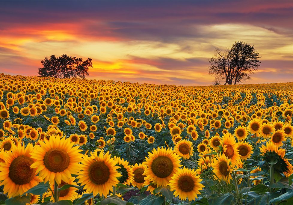 A field of sunflowers in the sunset.