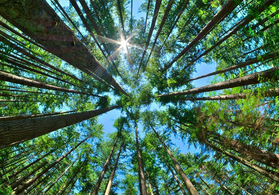 A view of the sun through trees in a forest.