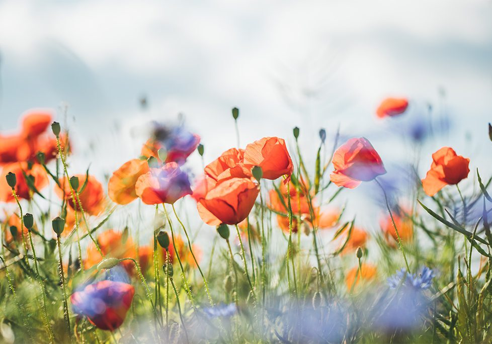 A field of flowers with red and purple flowers.