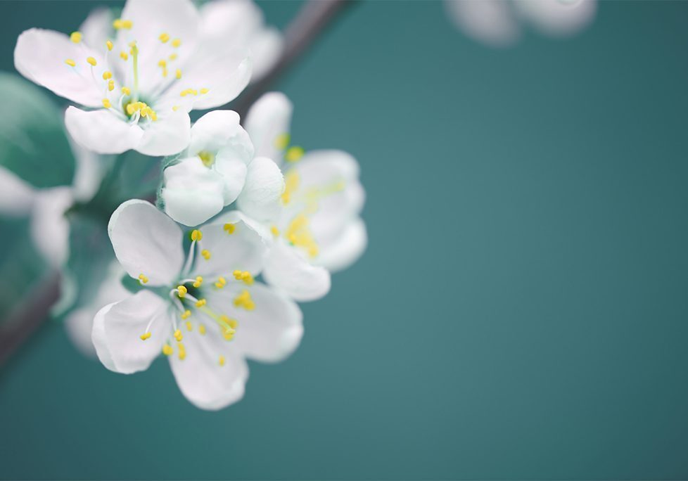 A close up of some white flowers on a tree