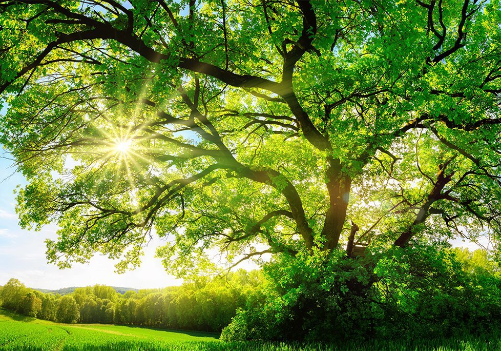 _0024_GettyImages-598058914 A tree with the sun shining through it.