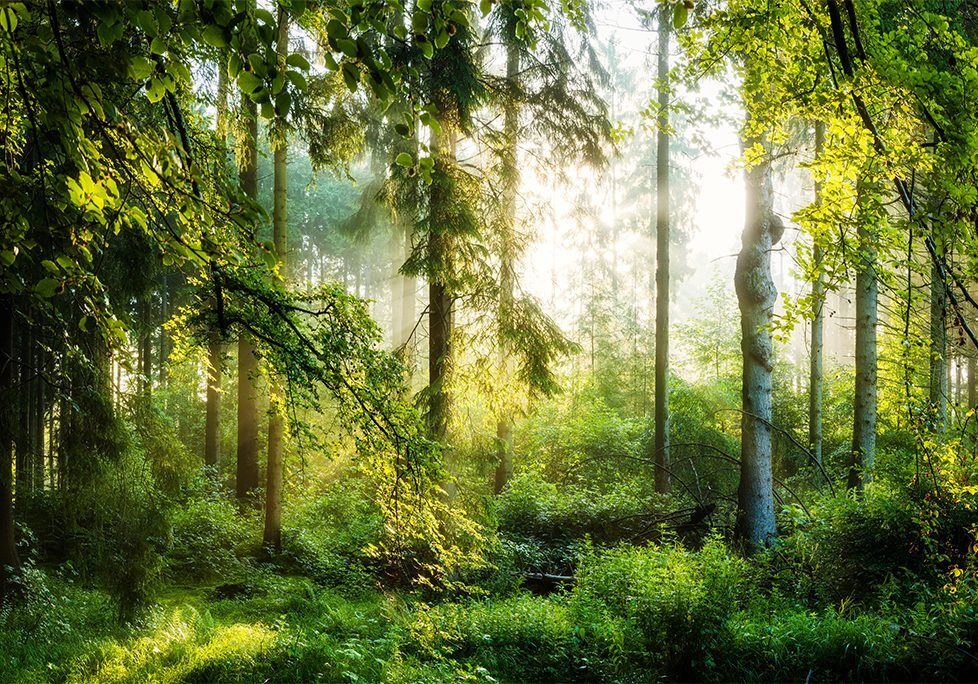 _0024_GettyImages-610877454 A painting of trees in the woods with sunlight coming through.