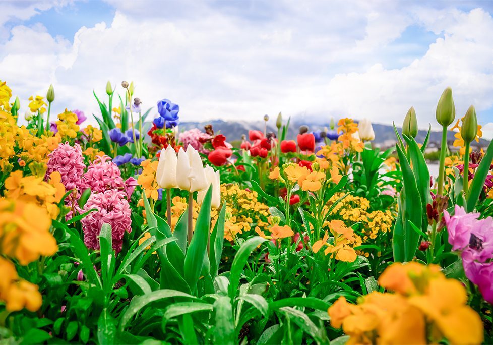 A field of flowers with a sky background