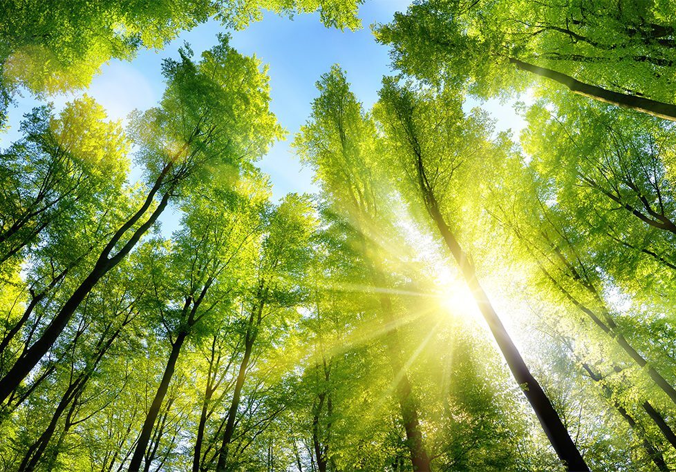 _0025_GettyImages-598057526 A view of trees with the sun shining through.
