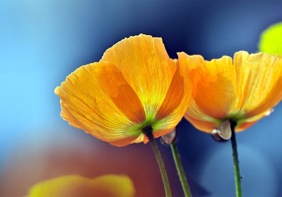 Two yellow flowers with green stems and a blue background