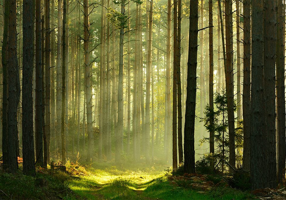 _0026_GettyImages-533577883 A forest with trees and sunlight coming through the trees.