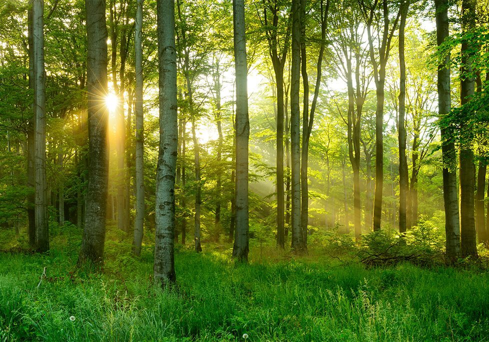 _0026_GettyImages-540390024 A forest with trees and grass in the foreground.