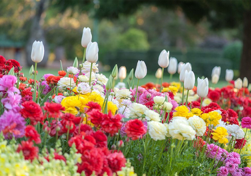 A field of flowers with tulips and other plants.