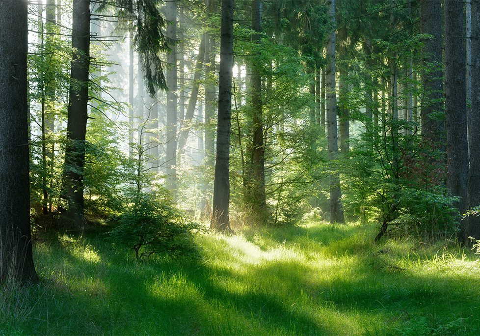 _0027_GettyImages-537361232 A forest with trees and sunlight coming through the trees.