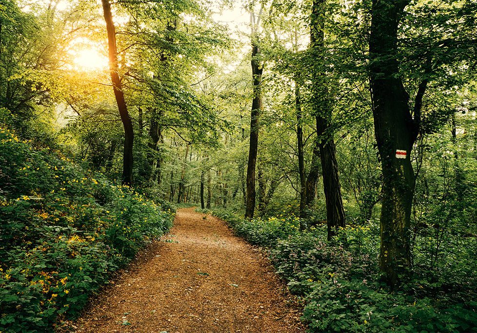 A trail in the woods with trees and bushes.