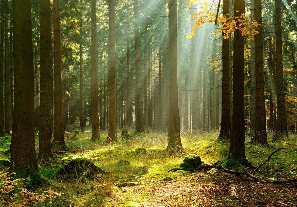 _0028_GettyImages-499689946 A forest with sunlight shining through the trees.