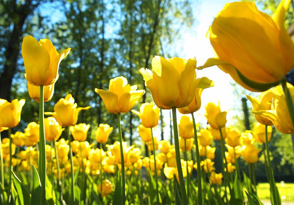 A field of yellow flowers in the sun.