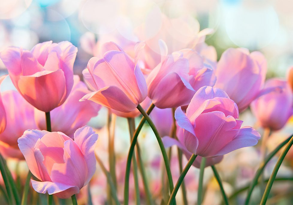 A close up of pink flowers with blurry background