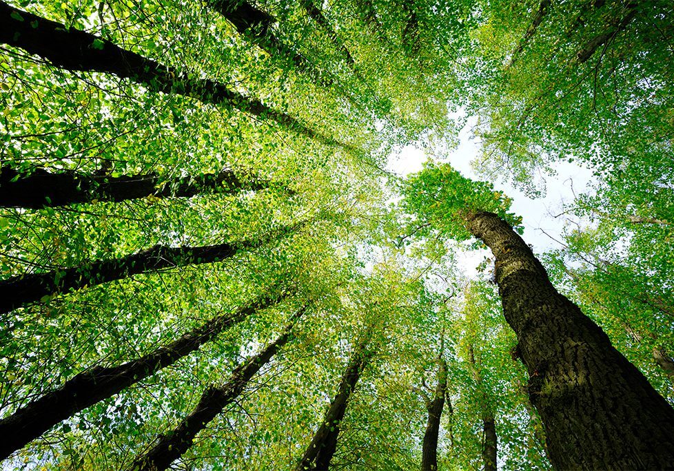 _0029_GettyImages-108311222 A view of the tops of trees from below.