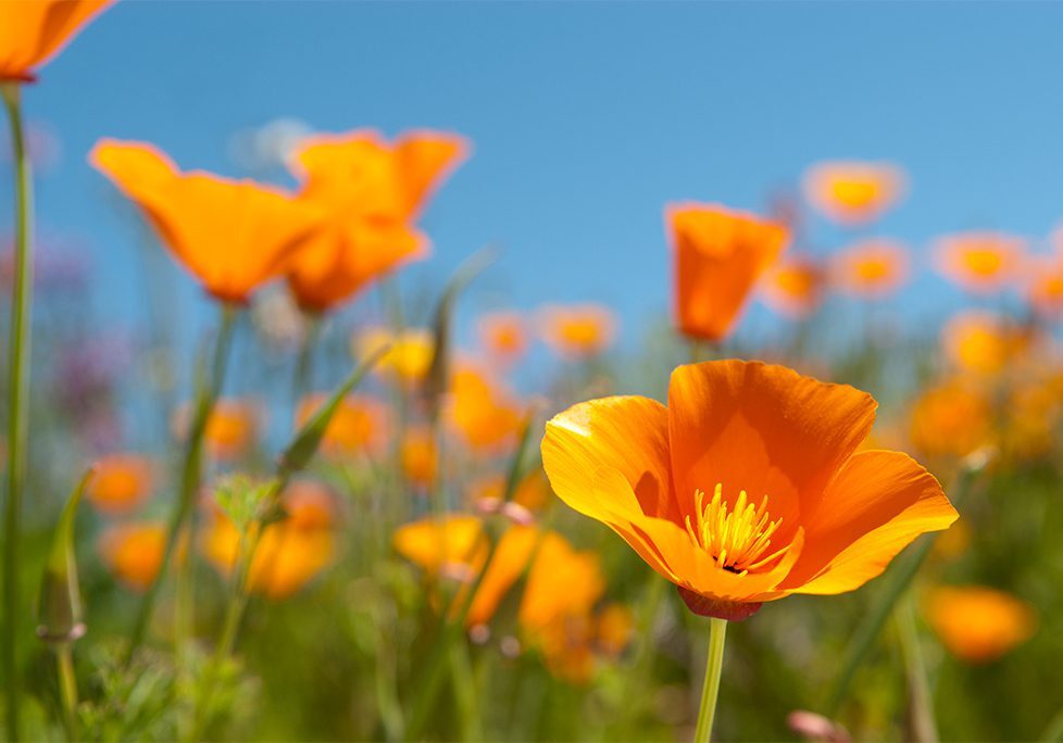 A field of orange flowers with green stems.