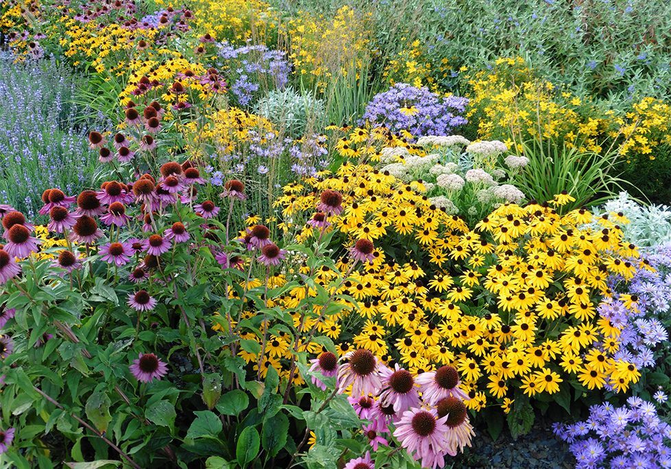 A garden filled with lots of different flowers.