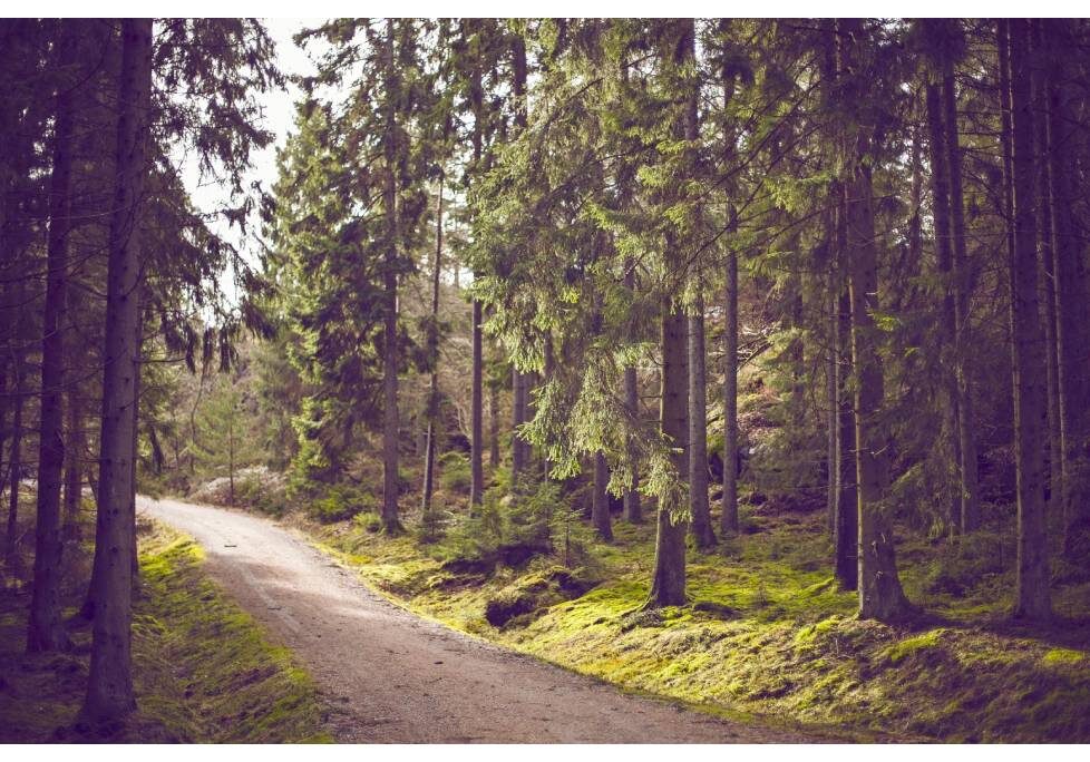 GettyImages-1283886803-1024x684-landscape-26cbdb8d (1) A painting of a forest with trees and grass