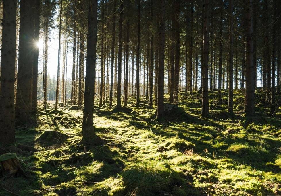 GettyImages-1283886803-1024x684-landscape-26cbdb8d6f1f792da877ec2b86940ef9- A forest with trees and grass in the middle of it