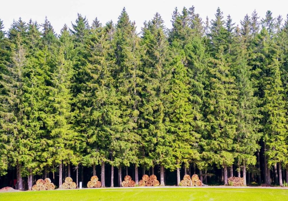 A forest of trees with green grass in the foreground.