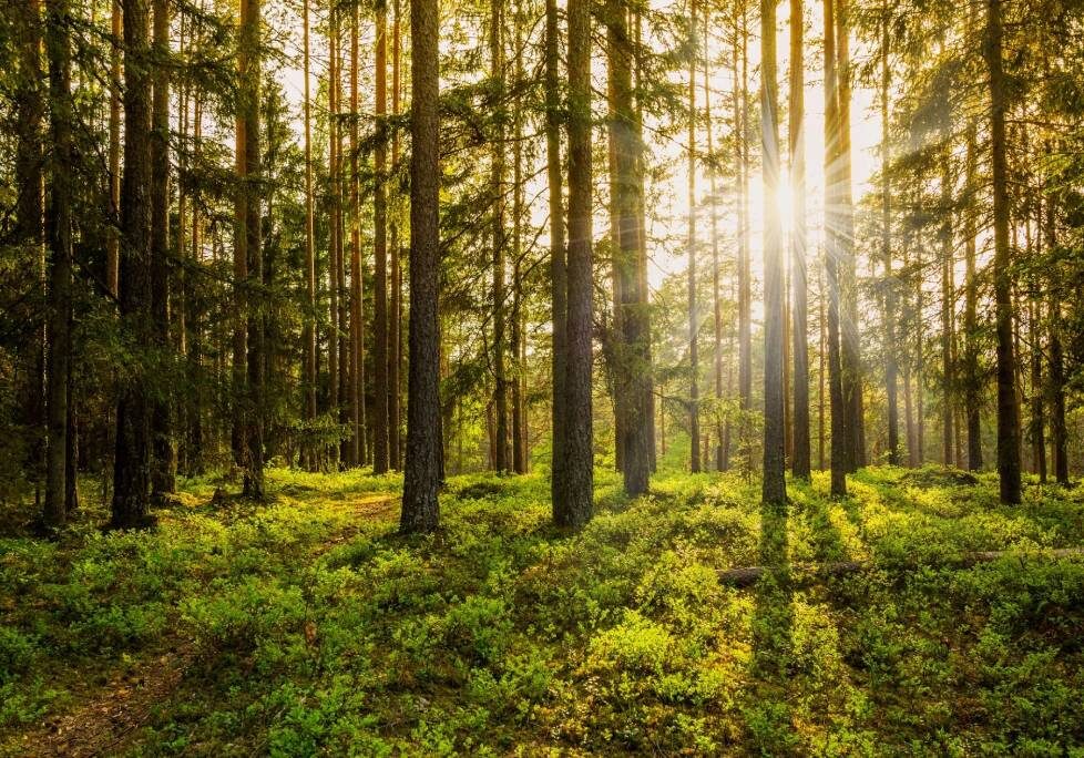 GettyImages-1283886803-1024x684-landscape-26cbdb8d6f1f792da877ec2b86940ef9- (11) A forest with trees and grass in the foreground.