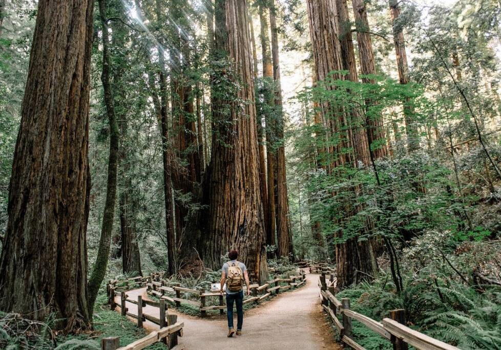 A person walking on the path in front of some trees