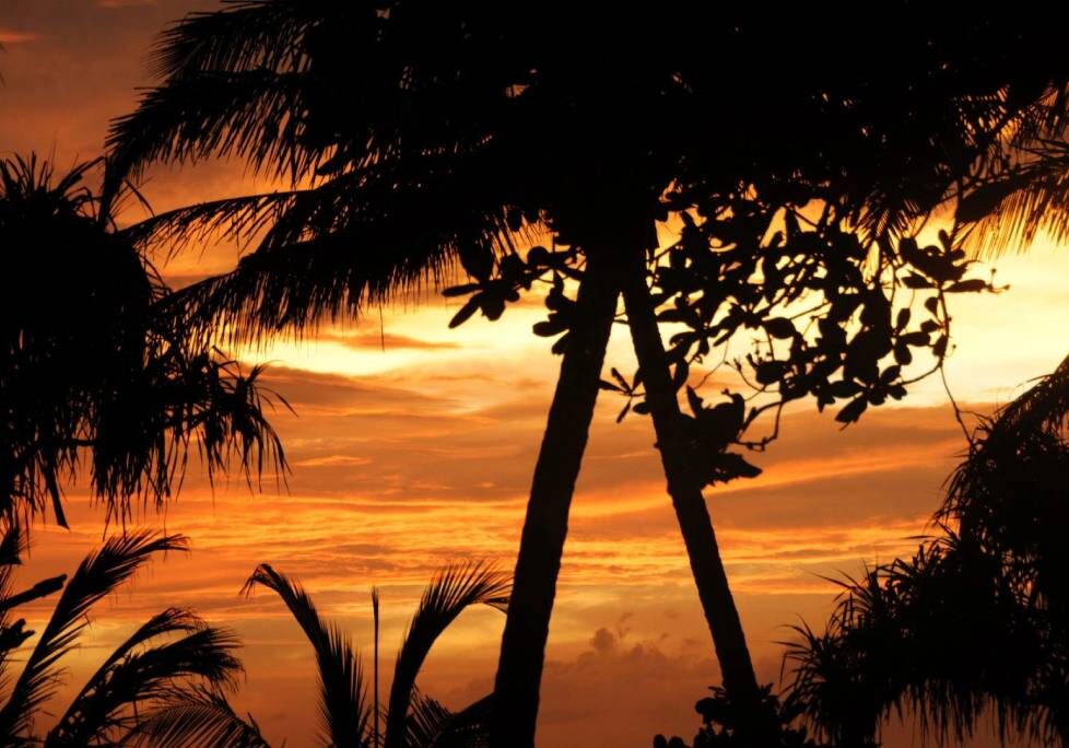 GettyImages-1283886803-1024x684-landscape-26cbdb8d6f1f792da877ec2b86940ef9- (3) A palm tree in the foreground with an orange sky behind it.