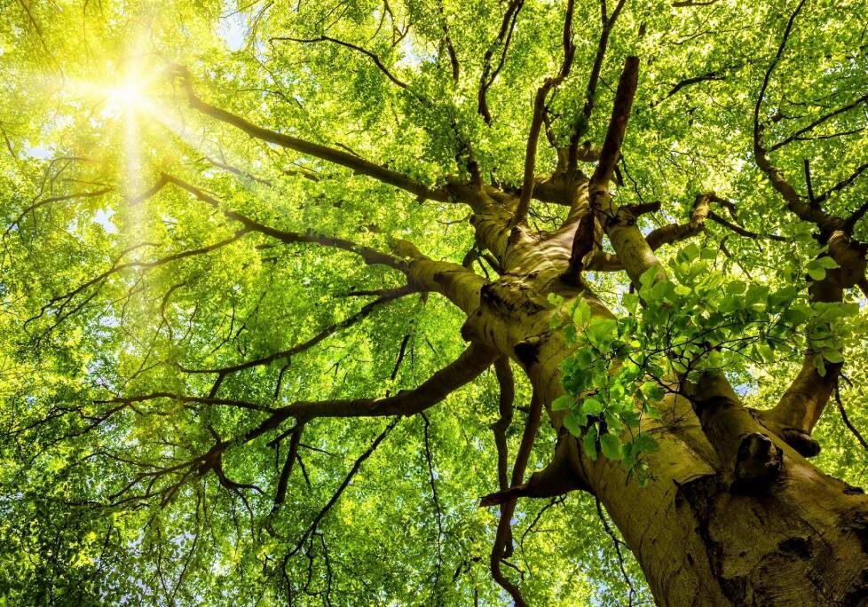 GettyImages-1283886803-1024x684-landscape-26cbdb8d6f1f792da877ec2b86940ef9- (4) (1) A tree with green leaves and sun shining through it.