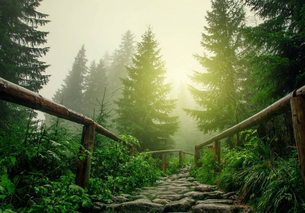 GettyImages-1283886803-1024x684-landscape-26cbdb8d6f1f792da877ec2b86940ef9- (4) (4) A path in the woods with trees and plants